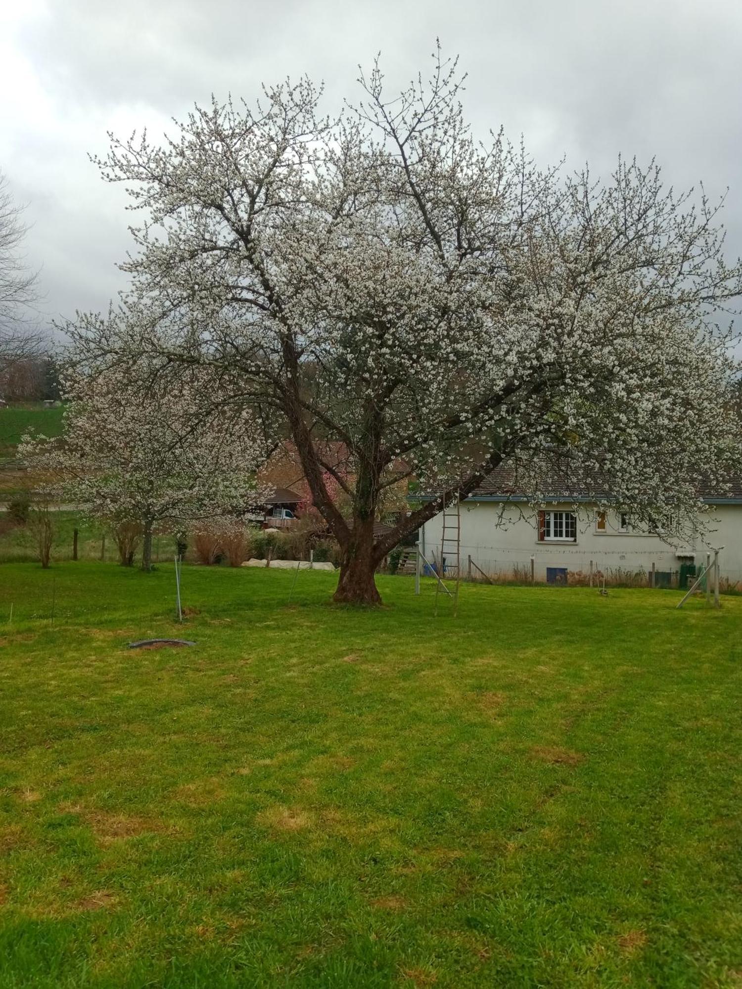 Cherry Blossom House Bujaleuf Exteriér fotografie